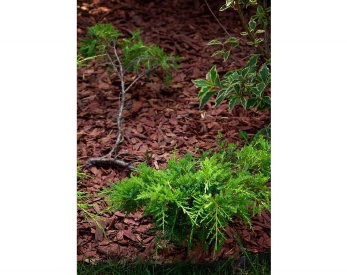 Кора сибирской лиственницы мелкая 1-3 см - вид 2