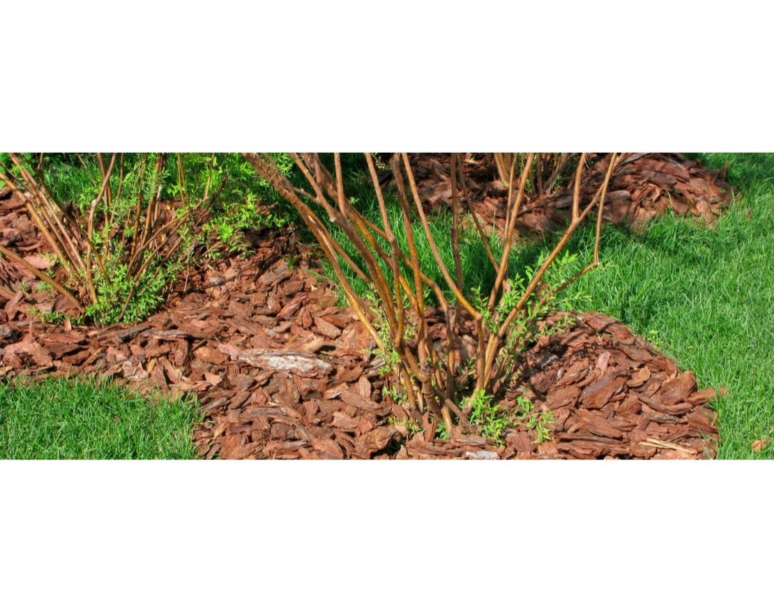 Кора сибирской лиственницы средняя 2-5 см - вид 4